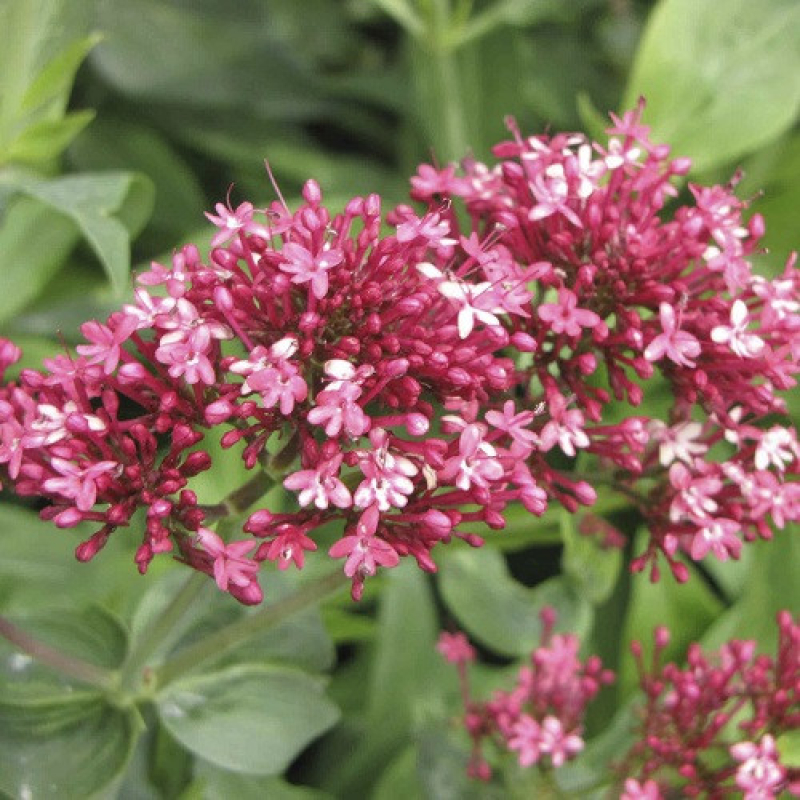 CENTRANTHUS ruber "Coccineus" - Valériane des jardins