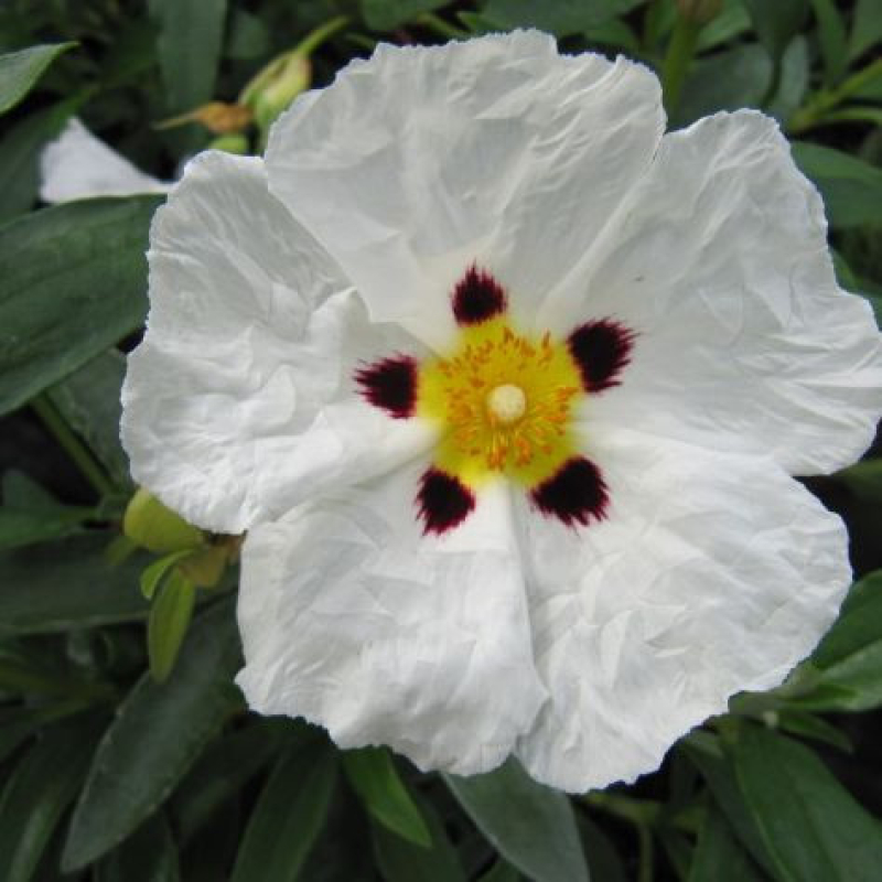 CISTUS purpureus "Allan Frad"