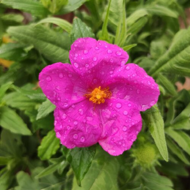 CISTUS pulverulentus CISTUS pulverulentus