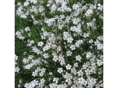 Gypsophile rampant Blanc - Gypsophila repens "Alba"