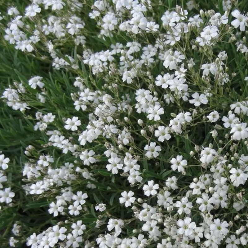 Gypsophile rampant Blanc - Gypsophila repens "Alba" Gypsophile rampant Blanc - Gypsophila repens "Alba"