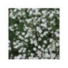 Gypsophile rampant Blanc - Gypsophila repens "Alba" Gypsophile rampant Blanc - Gypsophila repens "Alba"