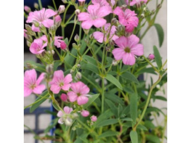 Gypsophile rampant rose - GYPSOPHILA repens "Rosa Schonheit"