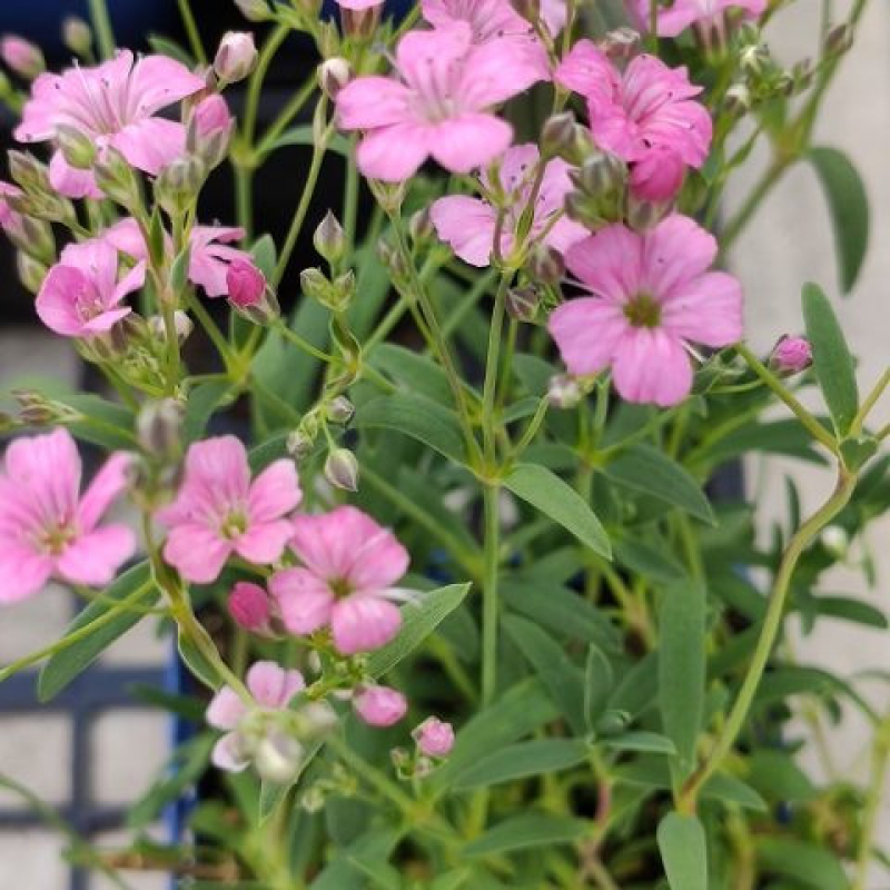 Gypsophile rampant rose - GYPSOPHILA repens "Rosa Schonheit" Gypsophile rampant rose - GYPSOPHILA repens "Rosa Schonheit"