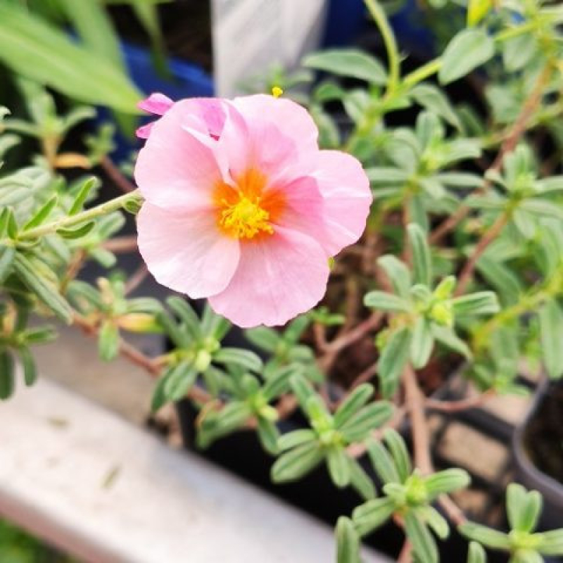 HELIANTHEMUM "Ben Hope" HELIANTHEMUM "Ben Hope"