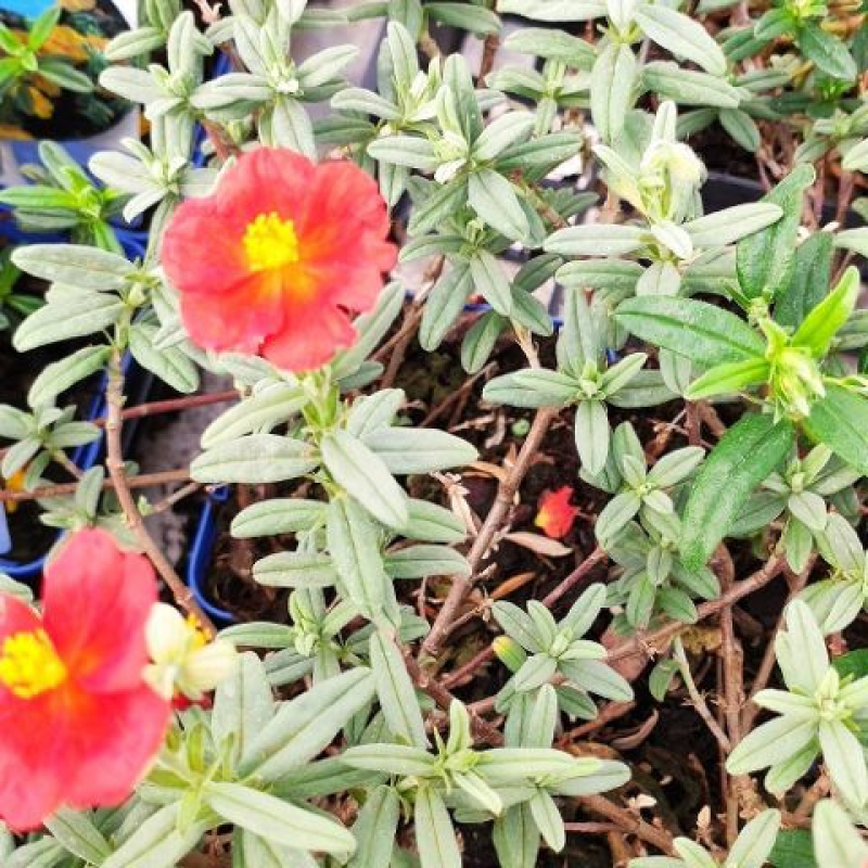 HELIANTHEMUM "Fire Dragon" HELIANTHEMUM "Fire Dragon"