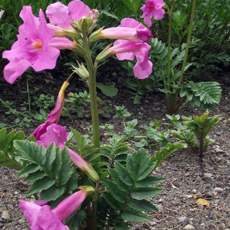 INCARVILLEA "Delavayi" INCARVILLEA "Delavayi"