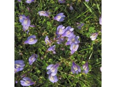 MAZUS reptans