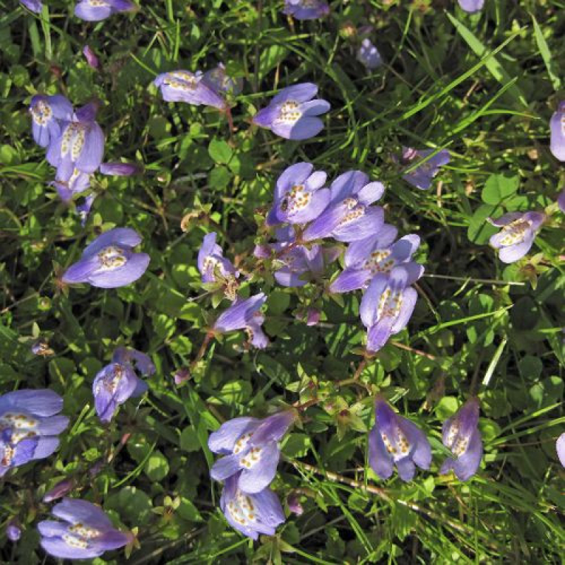 MAZUS reptans MAZUS reptans