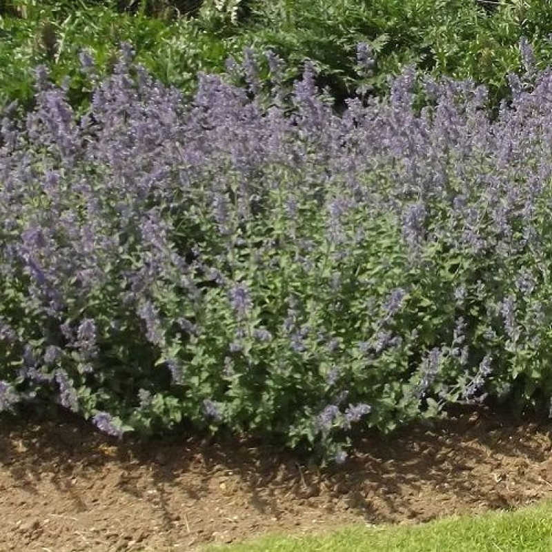 NEPETA faassenii "Six Hill's Giant" NEPETA faassenii "Six Hill's Giant"