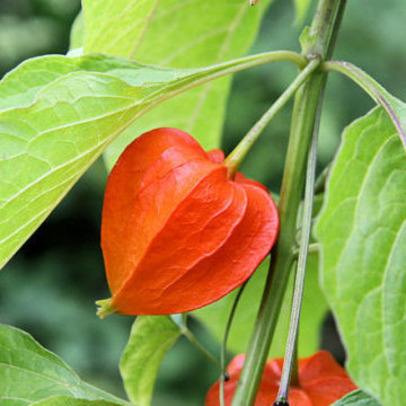 PHYSALIS franchetii PHYSALIS franchetii
