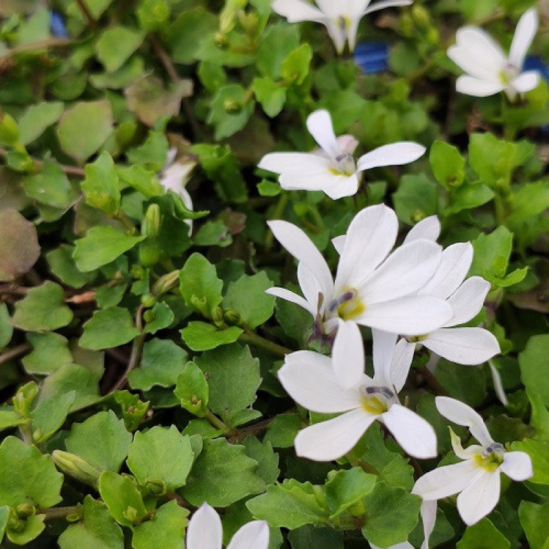 PRATIA pedunculata blanc PRATIA pedunculata blanc