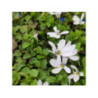 PRATIA pedunculata blanc PRATIA pedunculata blanc