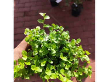 PRATIA pedunculata blanc PRATIA pedunculata blanc
