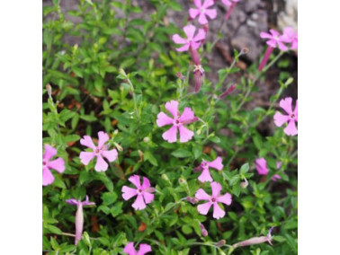 SILENE schafta