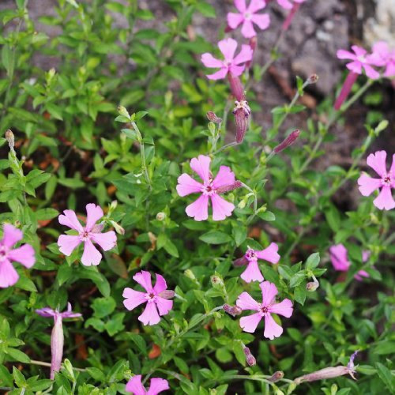 SILENE schafta SILENE schafta