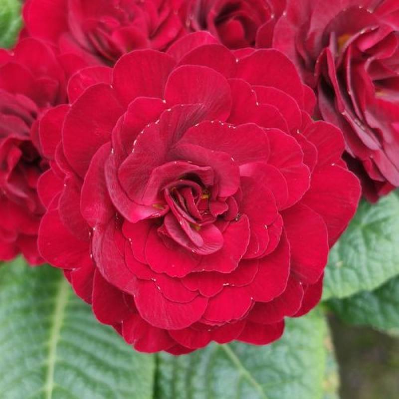 PRIMEVERE Belarina Valentine PRIMEVERE Belarina Valentine