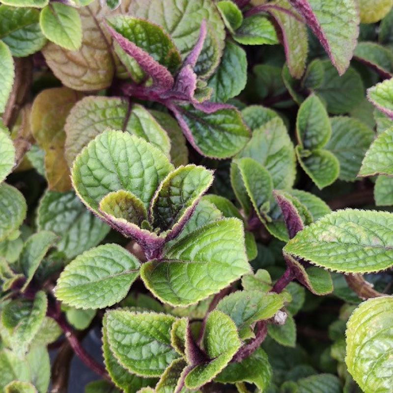 PLECTRANTHUS ciliatus "Nico"