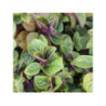 PLECTRANTHUS ciliatus "Nico"