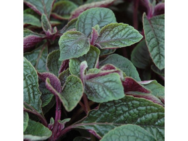 PLECTRANTHUS ciliatus "Nico"
