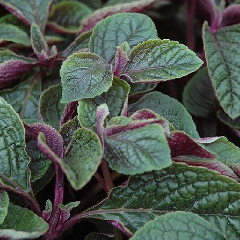 PLECTRANTHUS ciliatus "Nico"