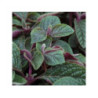PLECTRANTHUS ciliatus "Nico"