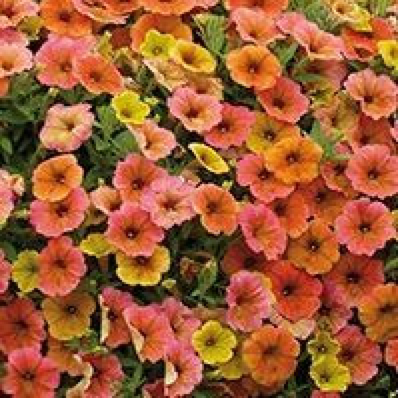 PETUNIA retombant cascadia 'Indian Summer' PETUNIA retombant cascadia 'Indian Summer'