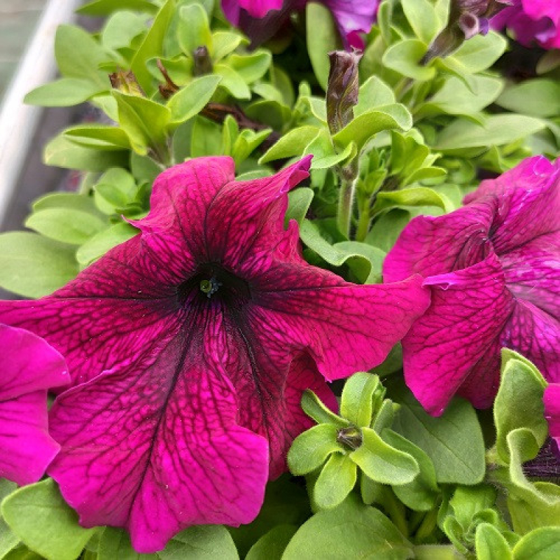 PETUNIA retombant "Merlot"
