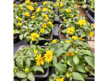 SANVITALIA procubens "Solaris Compact"