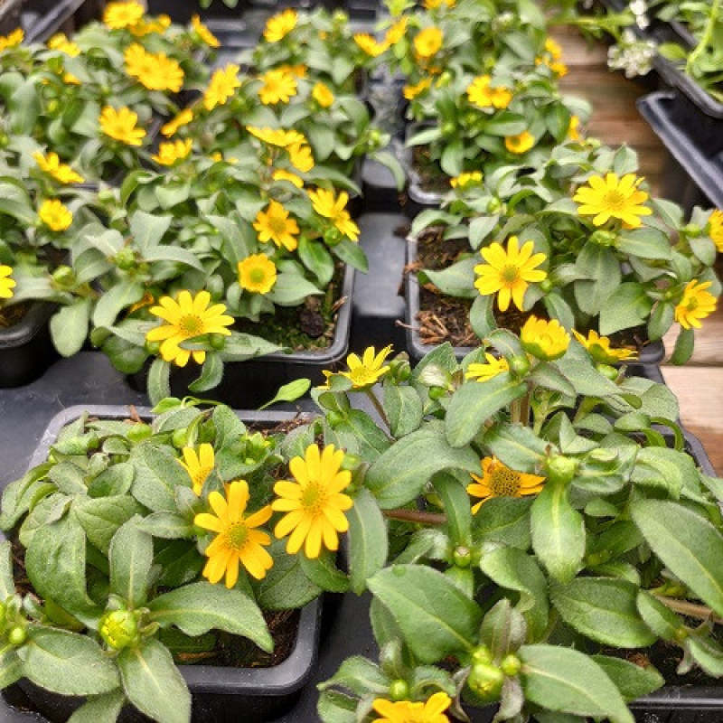 SANVITALIA procubens "Solaris Compact"