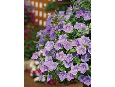 PETUNIA retombant surfinia fanfare "Sky Blue"