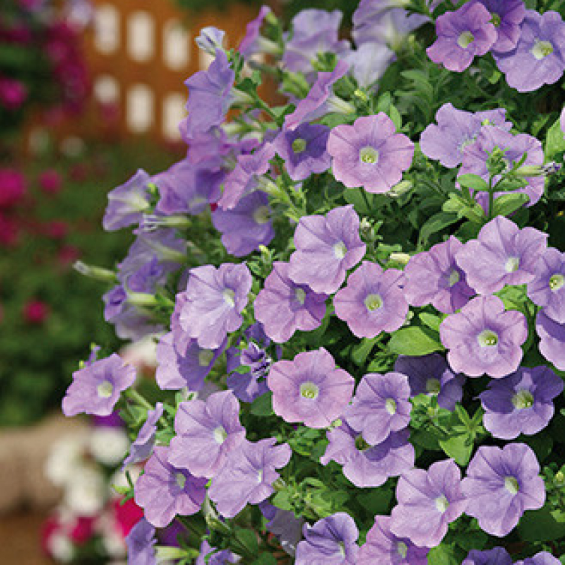 PETUNIA retombant surfinia fanfare "Sky Blue" PETUNIA retombant surfinia fanfare "Sky Blue"