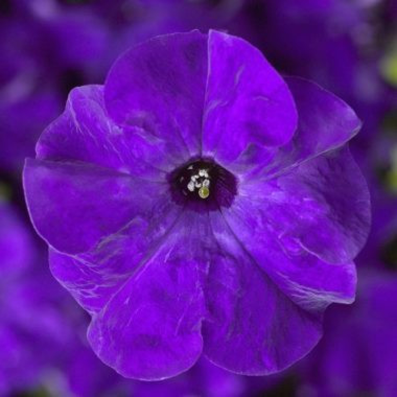 PETUNIA grandiflora "Tri Tunia Blue" PETUNIA grandiflora "Tri Tunia Blue"