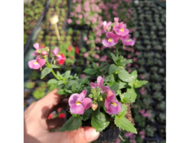 NEMESIA x fructicans "Nuvo Rose"