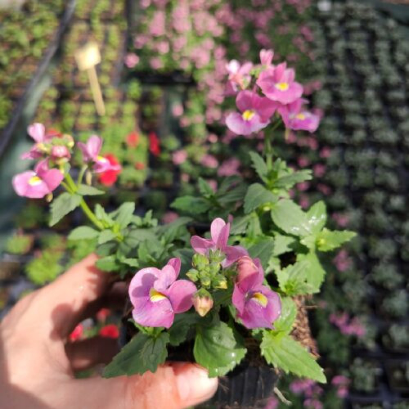 NEMESIA x fructicans "Nuvo Rose"