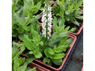 Sauge vivace - SALVIA nemorosa  "Sensation med white"