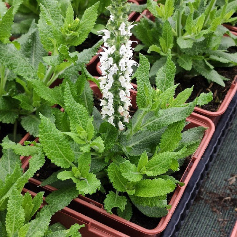 Sauge vivace - SALVIA nemorosa "Sensation med white" Sauge vivace - SALVIA nemorosa "Sensation med white"