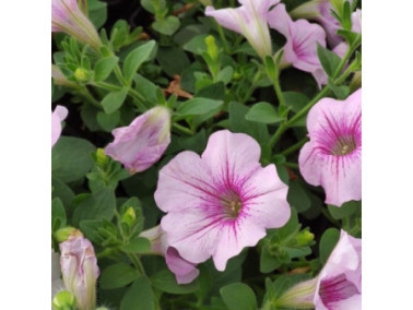 PETUBRACHOA retombant Supercal "Blushing pink"