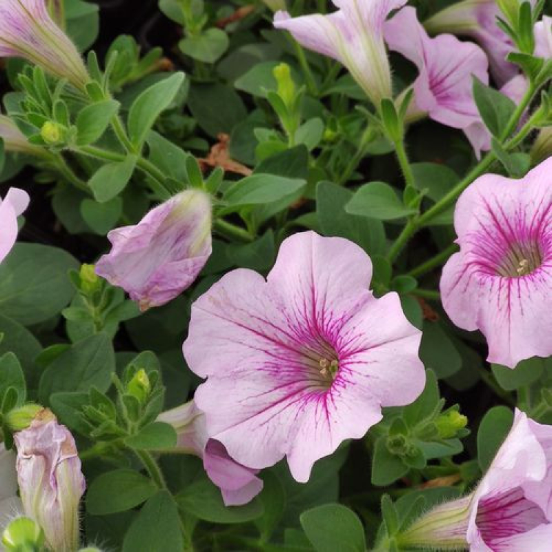 PETUBRACHOA retombant Supercal "Blushing pink"