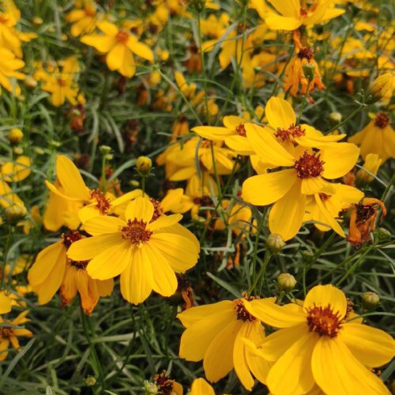 COREOPSIS verticillata 'Impérial Sun' COREOPSIS verticillata 'Impérial Sun'