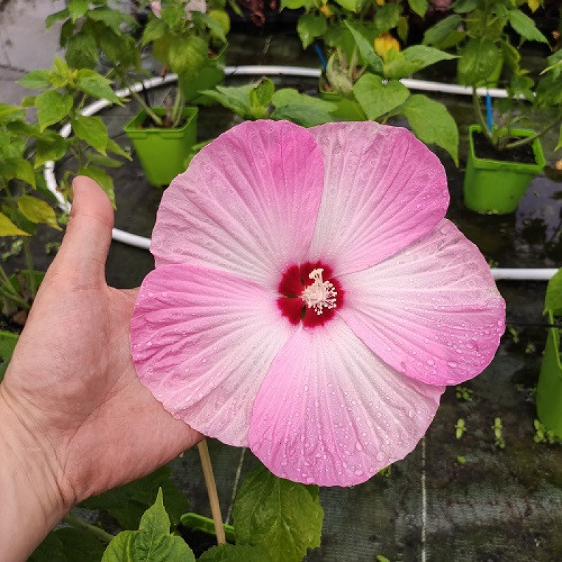 HIBISCUS x moscheutos 'Nippon Blush' HIBISCUS x moscheutos 'Nippon Blush'