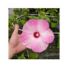 HIBISCUS x moscheutos 'Nippon Blush' HIBISCUS x moscheutos 'Nippon Blush'