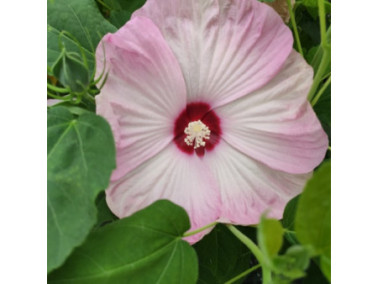 HIBISCUS x moscheutos 'Nippon Blush' HIBISCUS x moscheutos 'Nippon Blush'