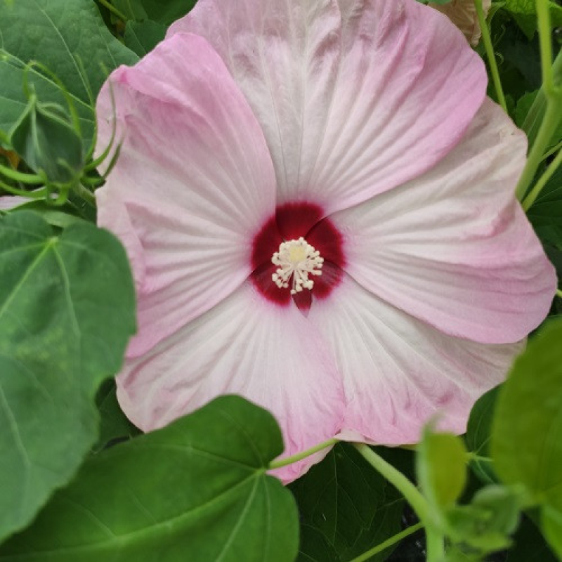HIBISCUS x moscheutos 'Nippon Blush' HIBISCUS x moscheutos 'Nippon Blush'