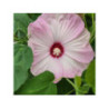 HIBISCUS x moscheutos 'Nippon Blush' HIBISCUS x moscheutos 'Nippon Blush'