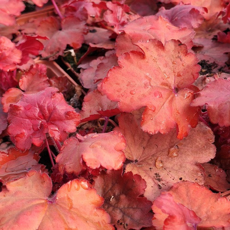 HEUCHERA x hybrida 'fire alarm' HEUCHERA x hybrida 'fire alarm'