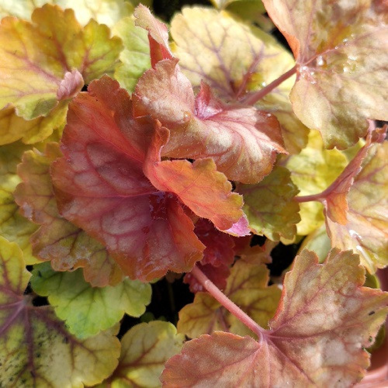 HEUCHERA 'champagne' HEUCHERA 'champagne'