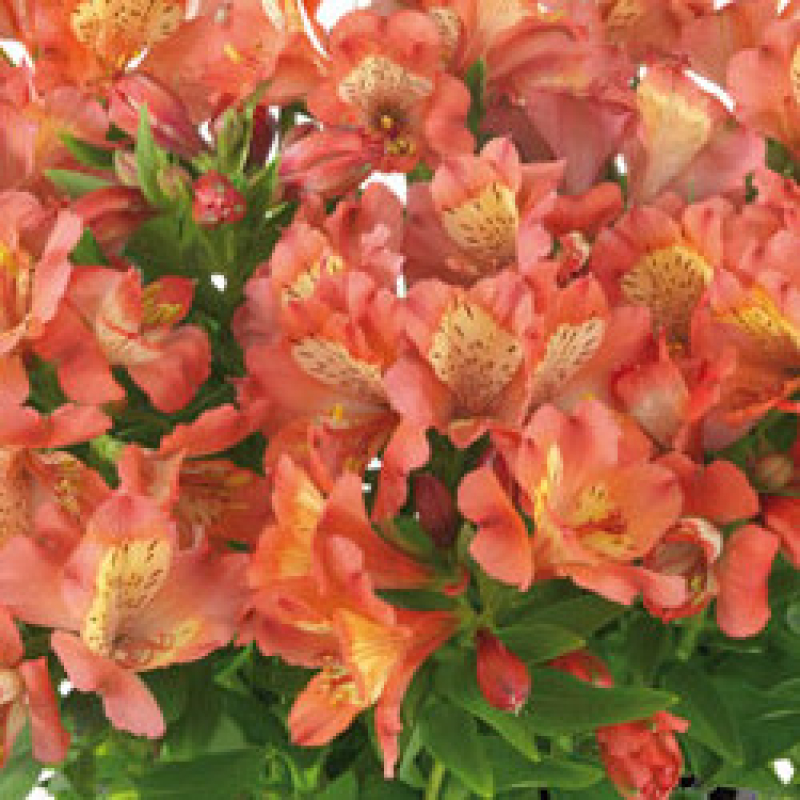 ALSTROEMERIA 'Valley Girl' ALSTROEMERIA 'Valley Girl'