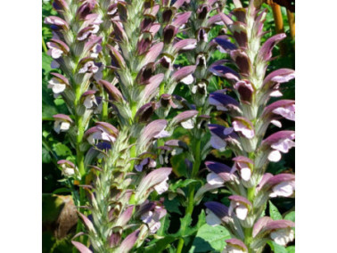 ACANTHUS x hybride 'Morning Candle'