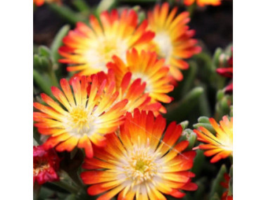 DELOSPERMA Wheels of wonder 'orange' - Pourpier vivace